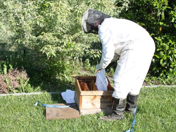 Imker beim Einfangen eines Bienenschwarms