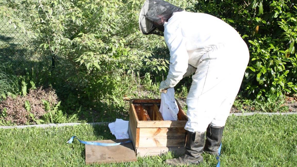 Imker beim Einfangen eines Bienenschwarms