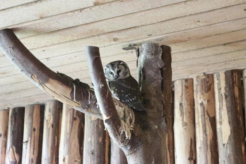 Der Nationalpark Bayerischer Wald